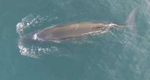 官方通报涠洲岛网红鲸鱼“刀疤哥”遭渔船撞击：船主发现时，已距离不足10米，来不及避让和制动，将对此事件进行深入调查